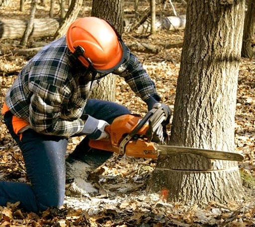 Tree Removal in Pleasanton, CA
